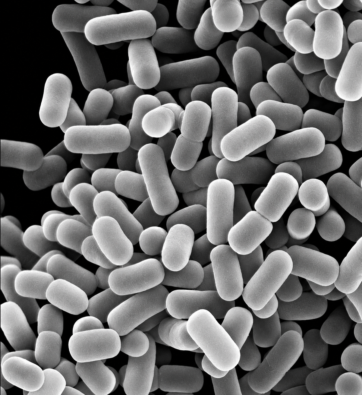 Ilustrasi bakteri berbentuk batang dalam warna abu-abu, diolah dari gambar Lactobacillus plantarum